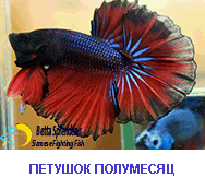 Рыбка Петушок Купить В Москве Интернет Магазине